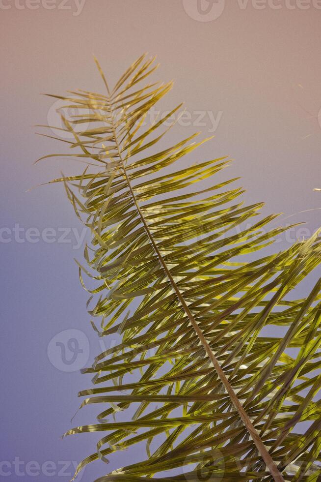 Vertical low angle shot of a tropical palm leaf against a pastel sky, with soft natural light and a warm summer vibe. photo