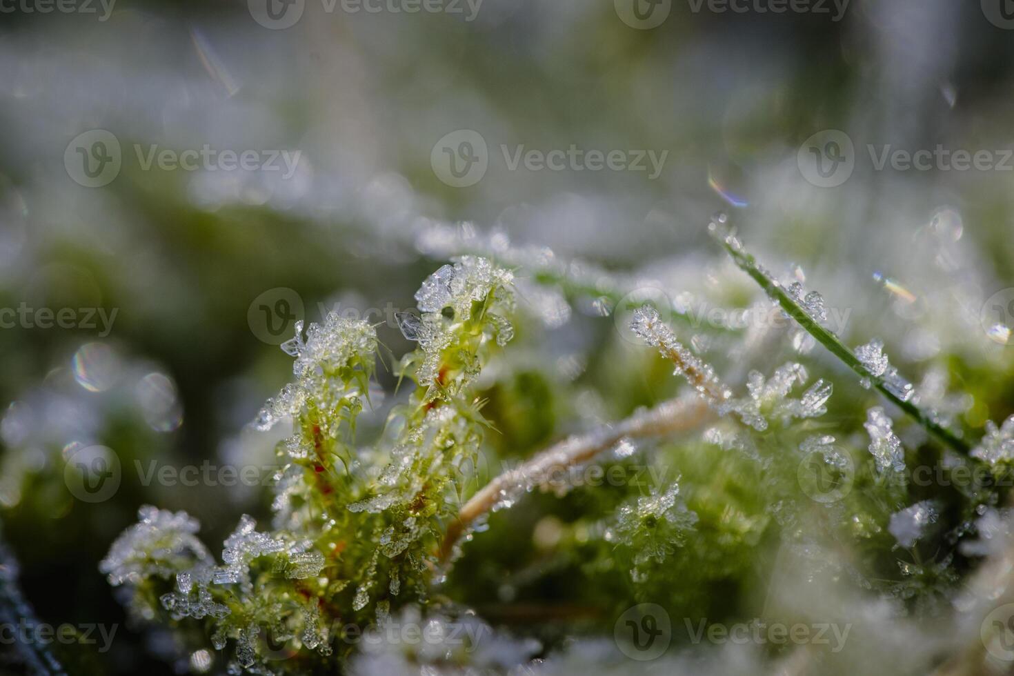 Frozen dew crystals glisten on green moss and grass, capturing a delicate winter morning in macro detail. photo