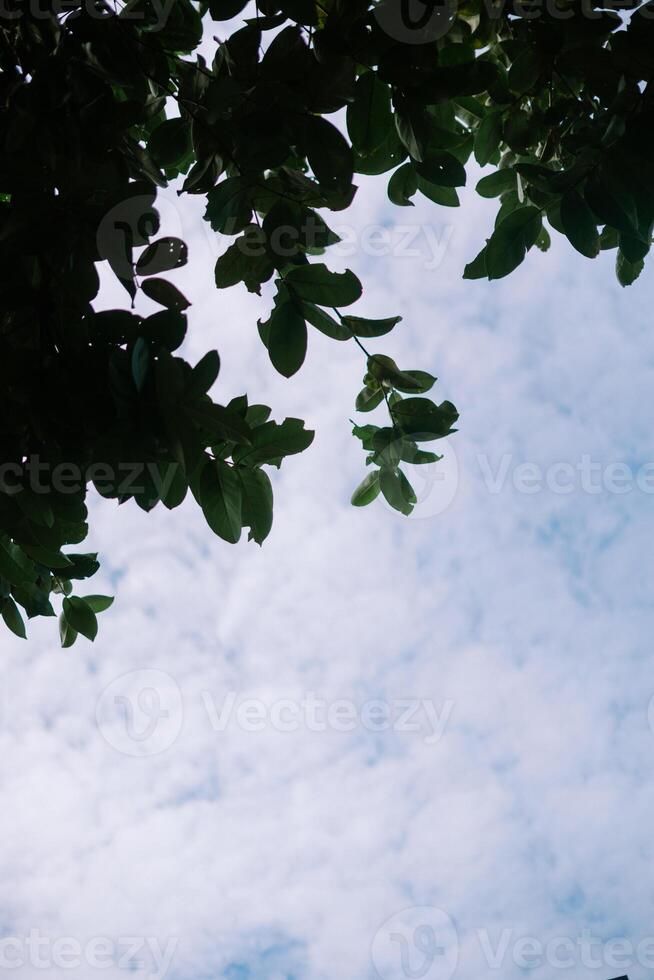 Leaves Against Cloudy Sky so good photo