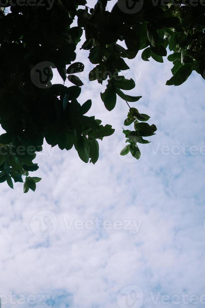 Leaves Against Cloudy Sky so nice photo