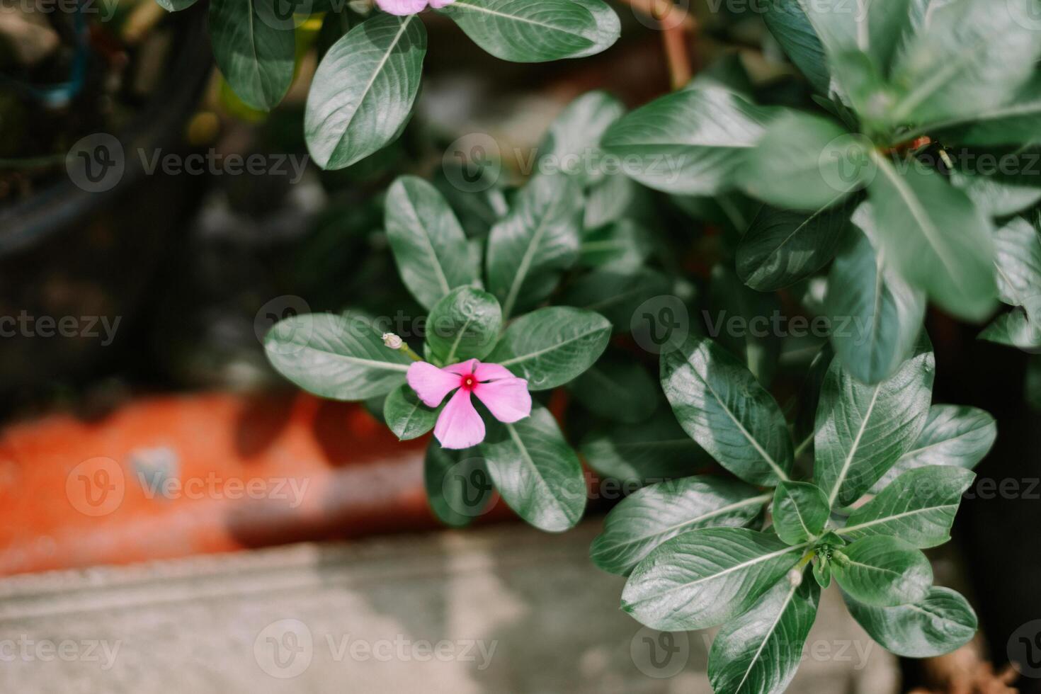 Pink Periwinkle Blossom photo