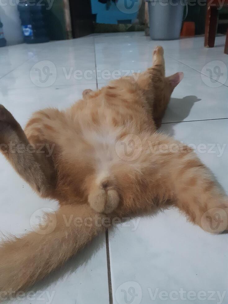 an orange cat laying on its back on a tile floor. photo
