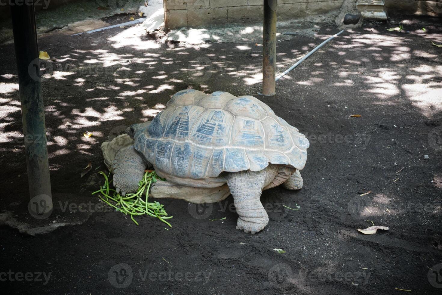 a turtle eating some green beans photo