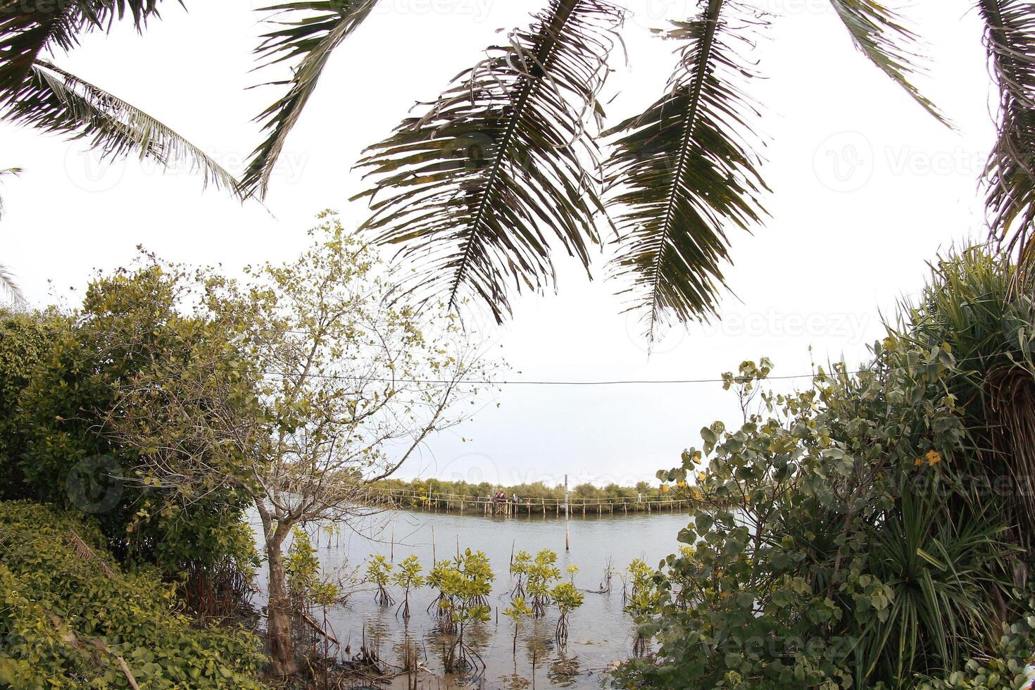 a view of a lake and a palm tree photo