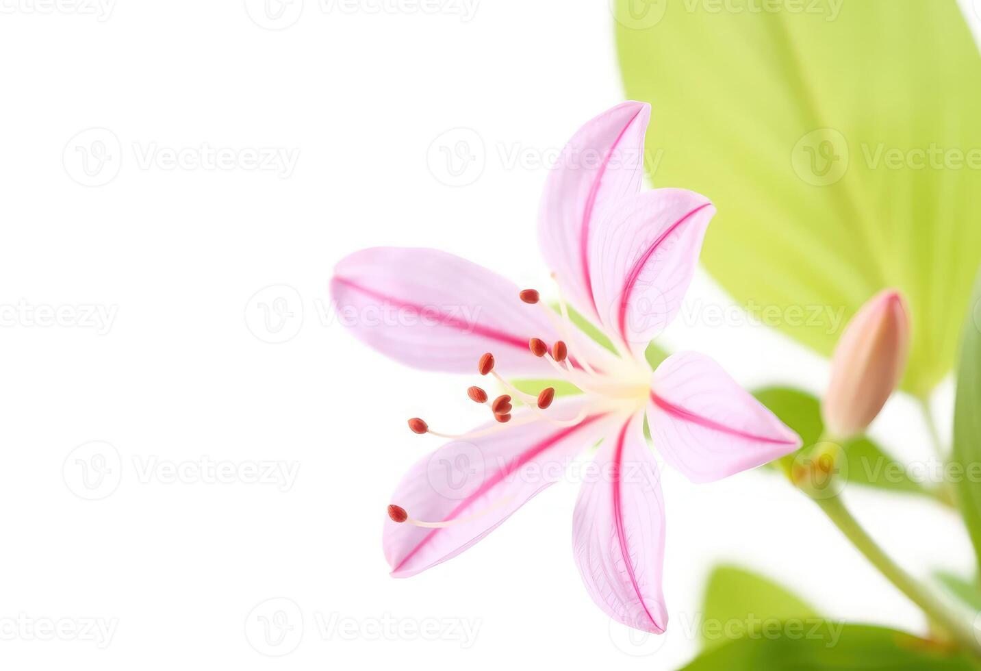 A delicate pink Alstroemeria flower, isolated against a white background photo