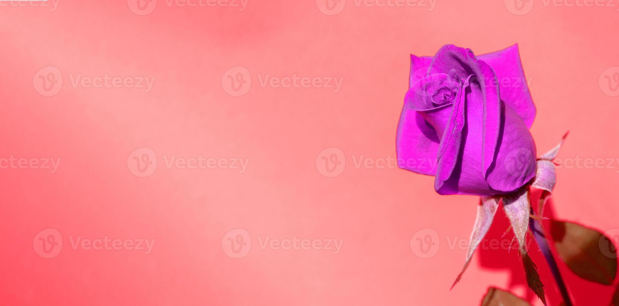 A purple rose on a pink background photo