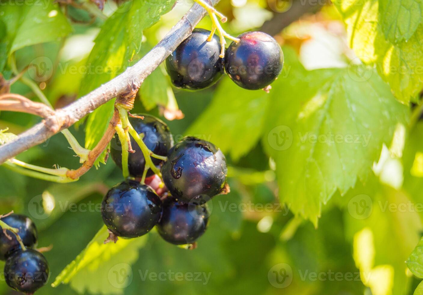 Black currants on a tree branch photo