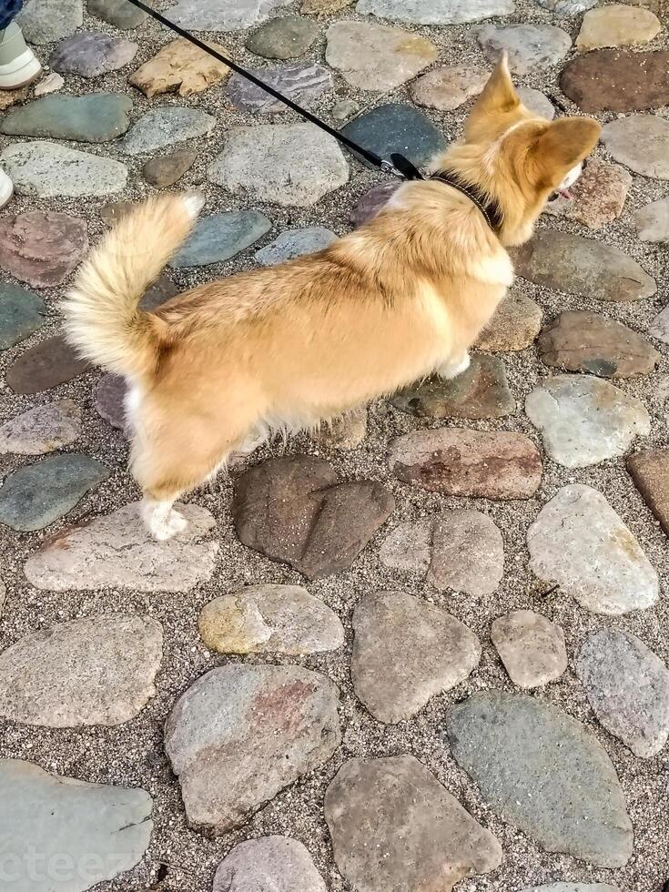 A dog on a leash walking on a stone path photo