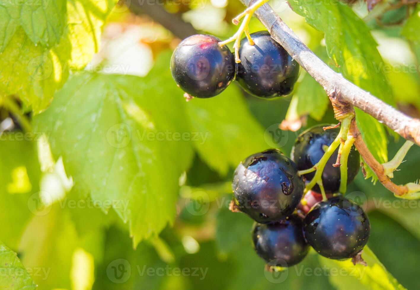Black currant on a tree branch photo
