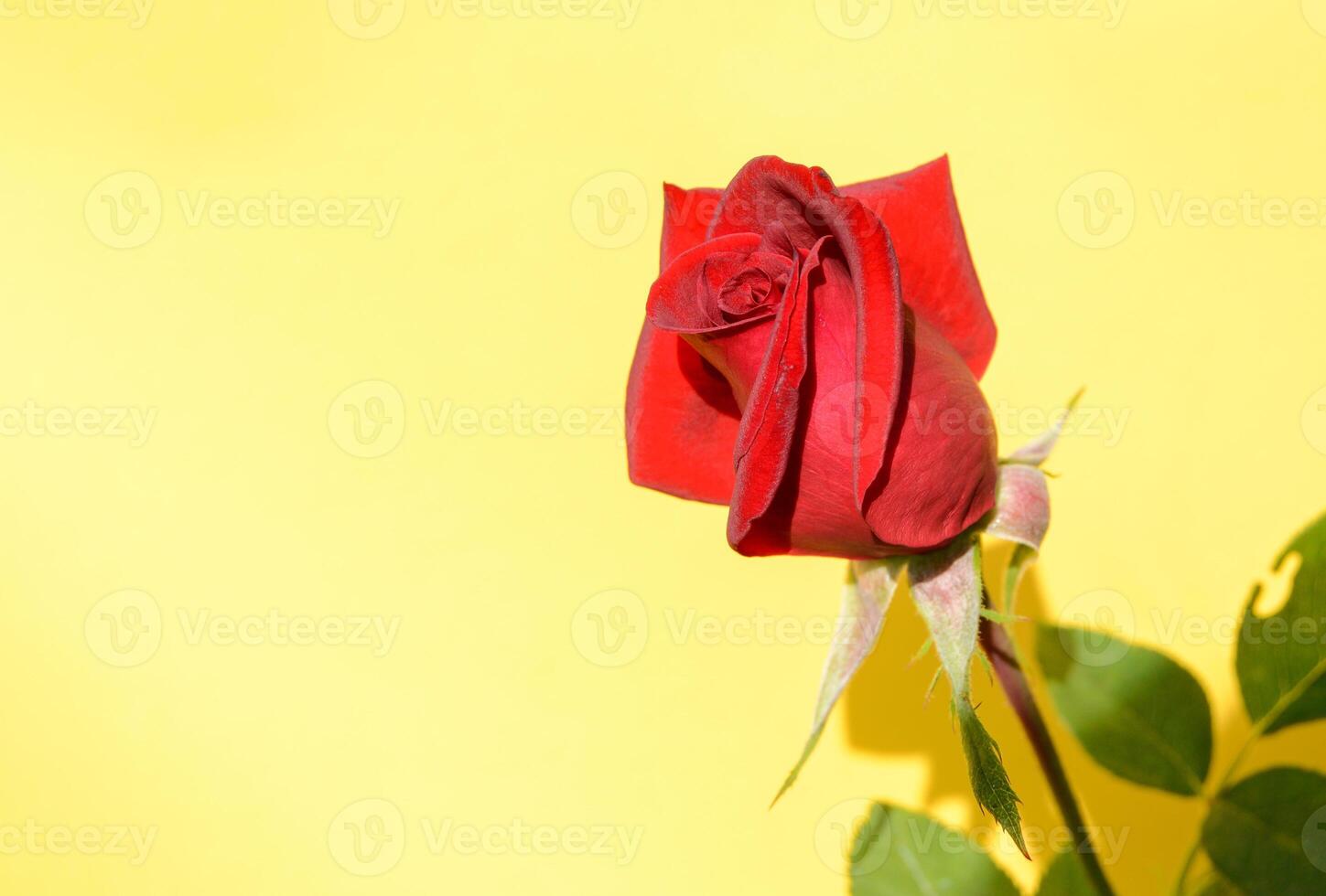 A single red rose on a yellow background photo