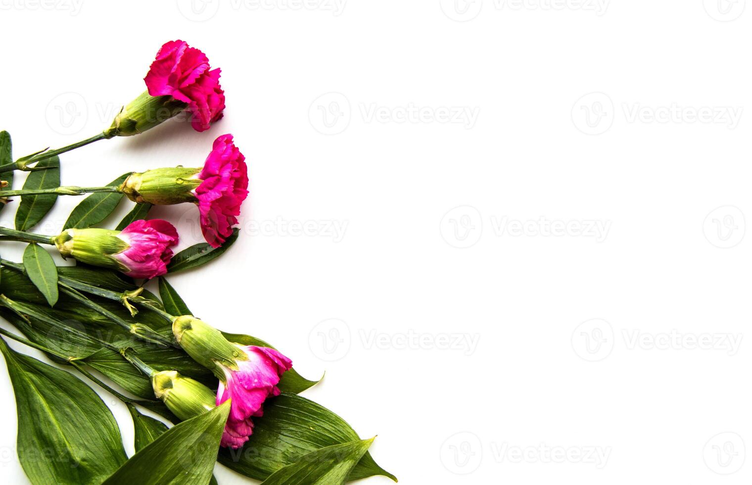 Pink carnations on white background photo