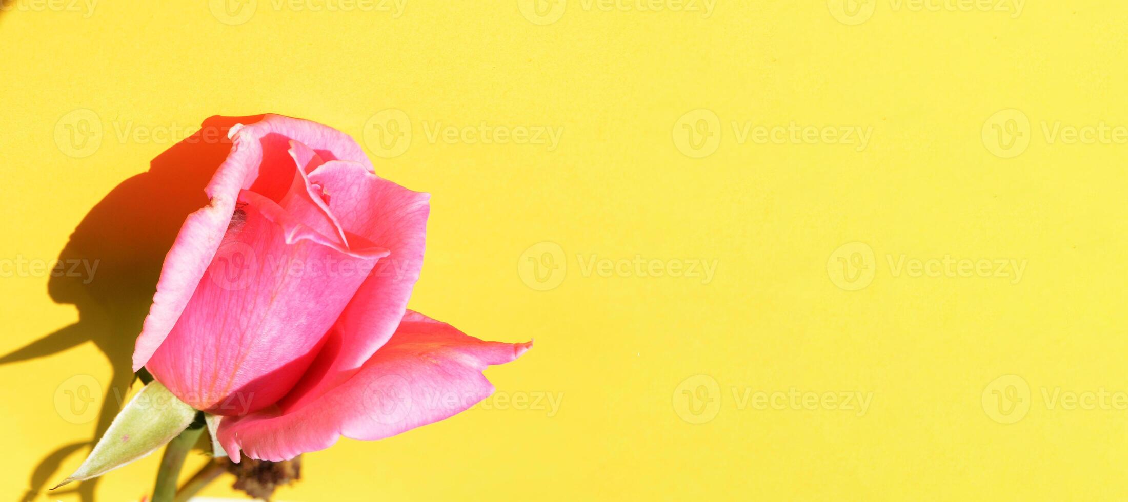 A single pink rose on a yellow background photo