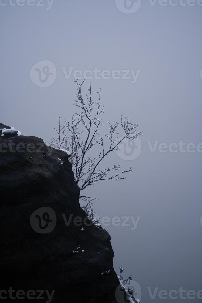 Rocky outcrop of the Grosser Zschirnstein with a single tree in the fog photo