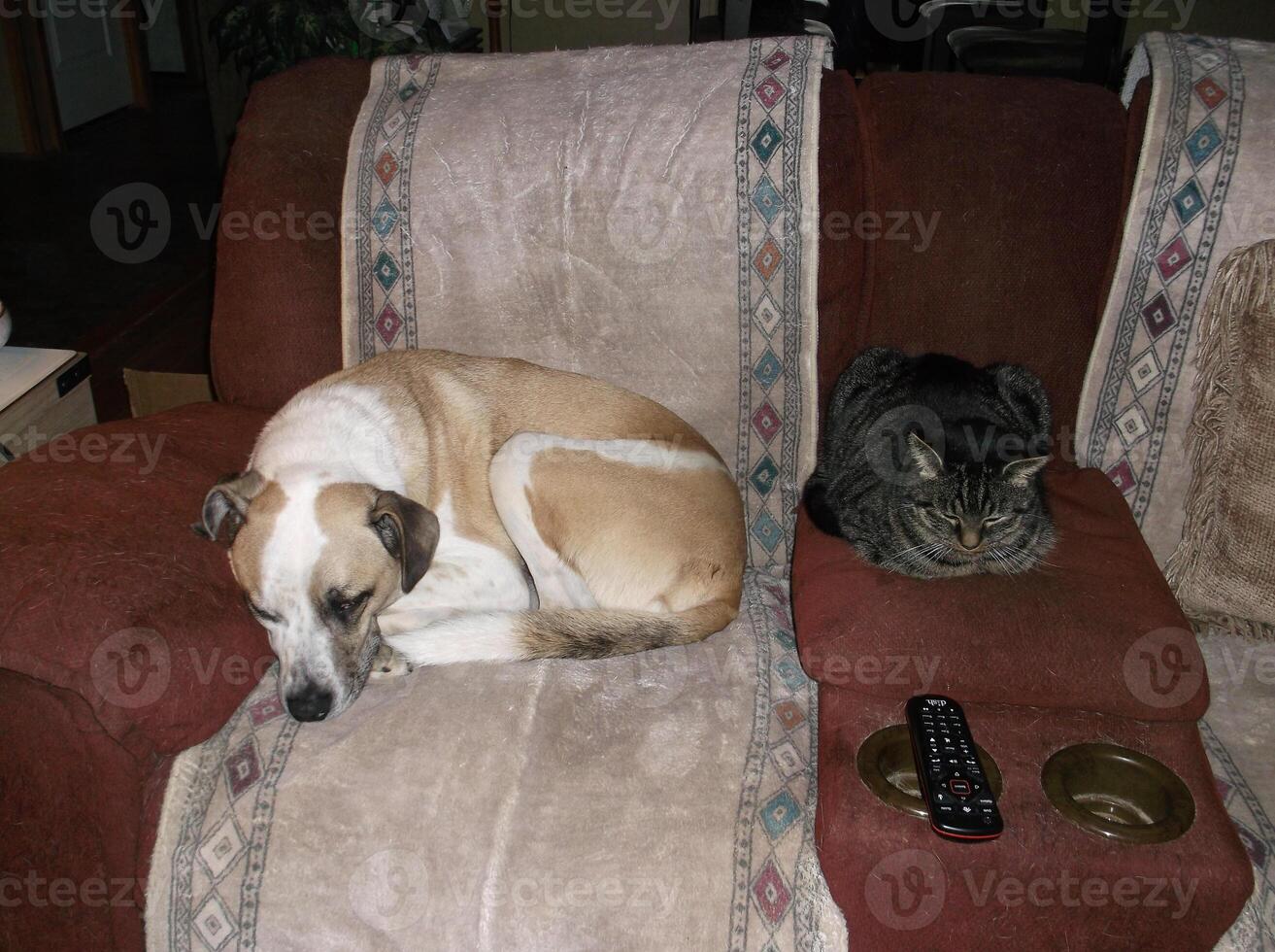 Dog and cat with TV remote. photo
