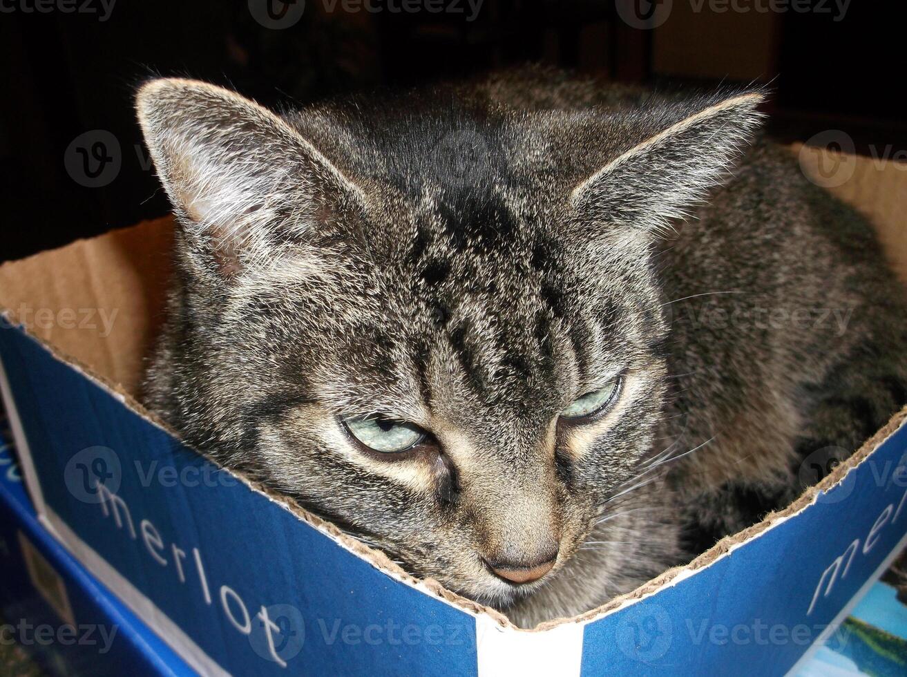 a cat is sitting in a box photo