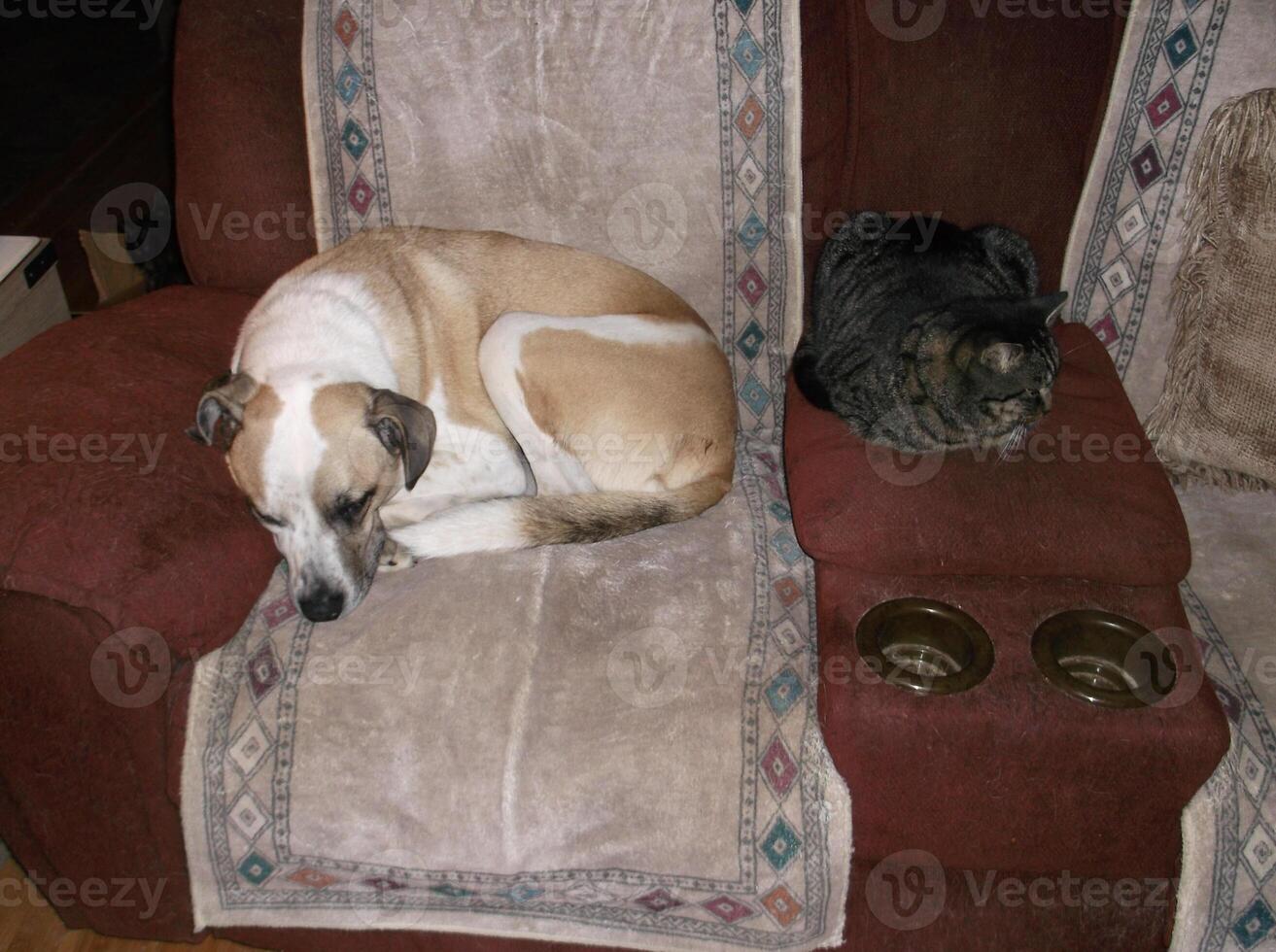 a dog and a cat on a couch photo