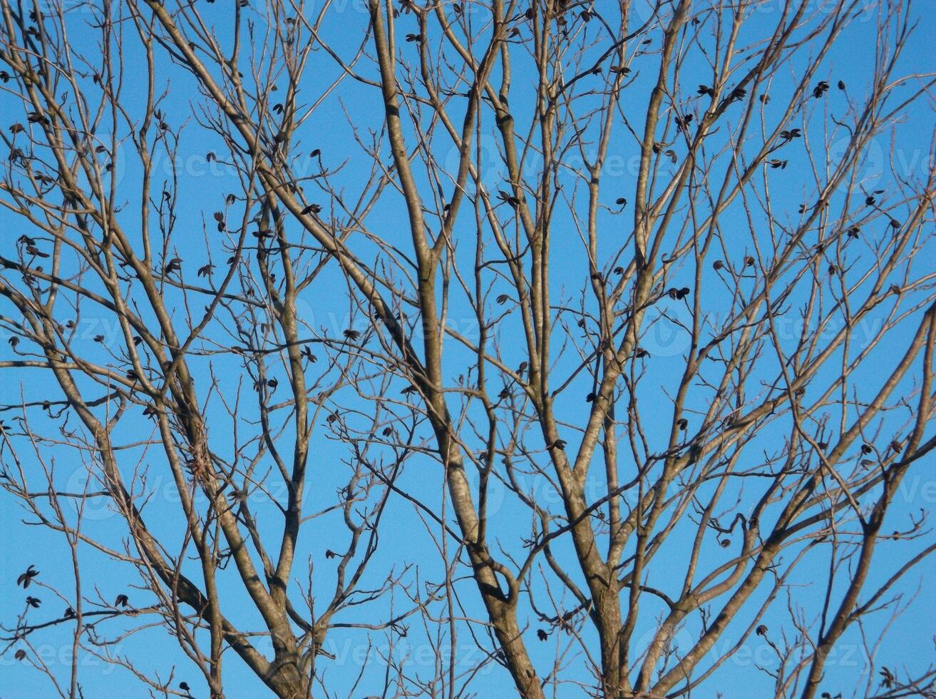 a pecan tree with a blue sky in the background photo