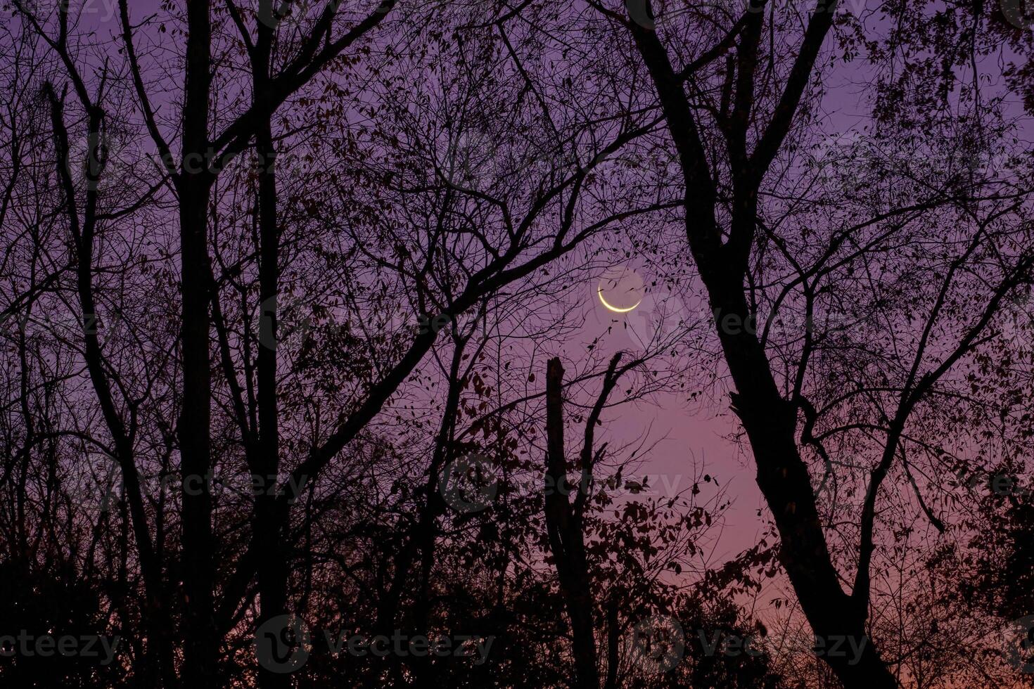 Crescent moon peeks thru the trees shortly after sunset with a colorful sky photo