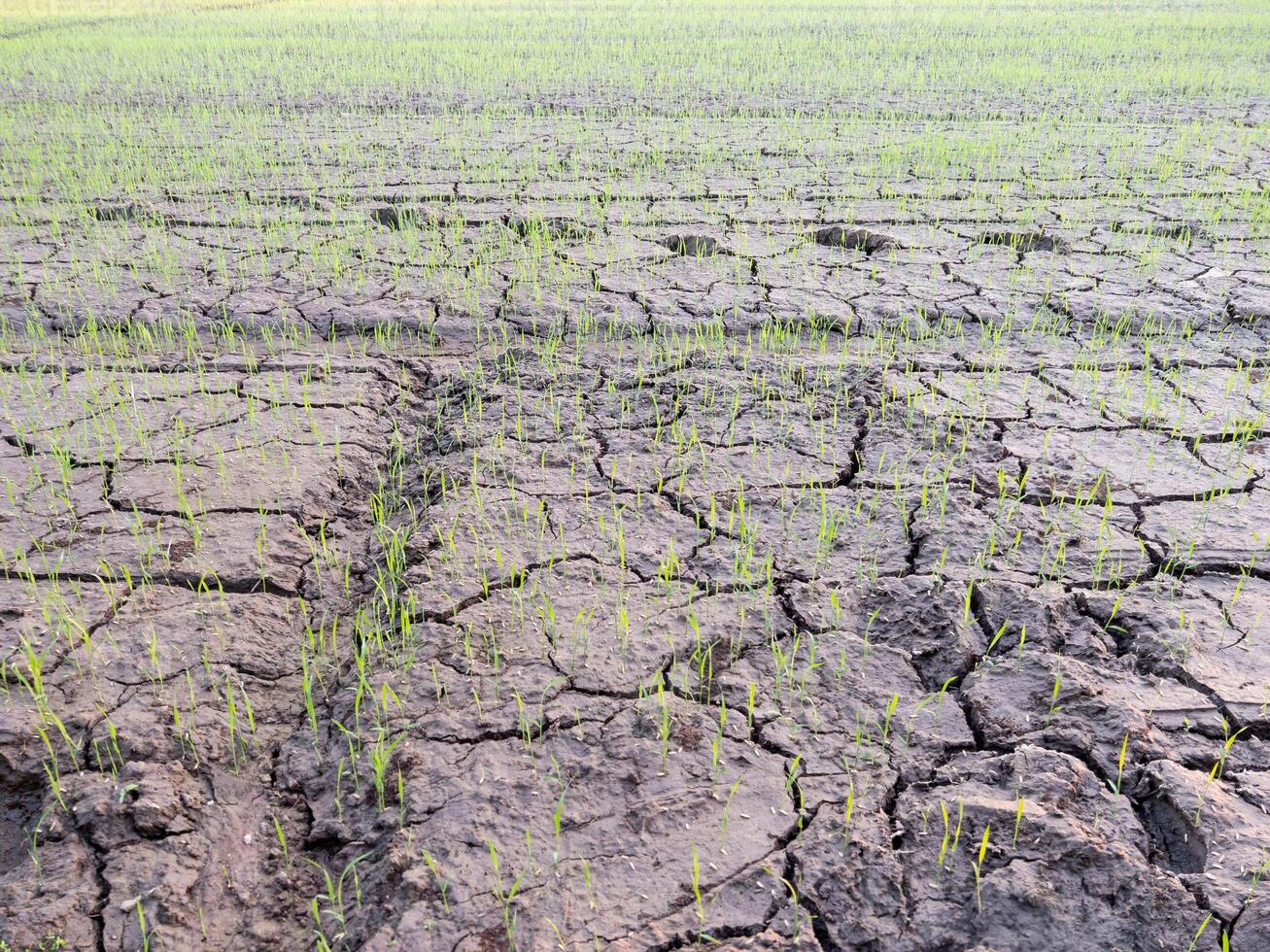 Young Rice Seedlings Growing on Cracked Dry Soil. photo