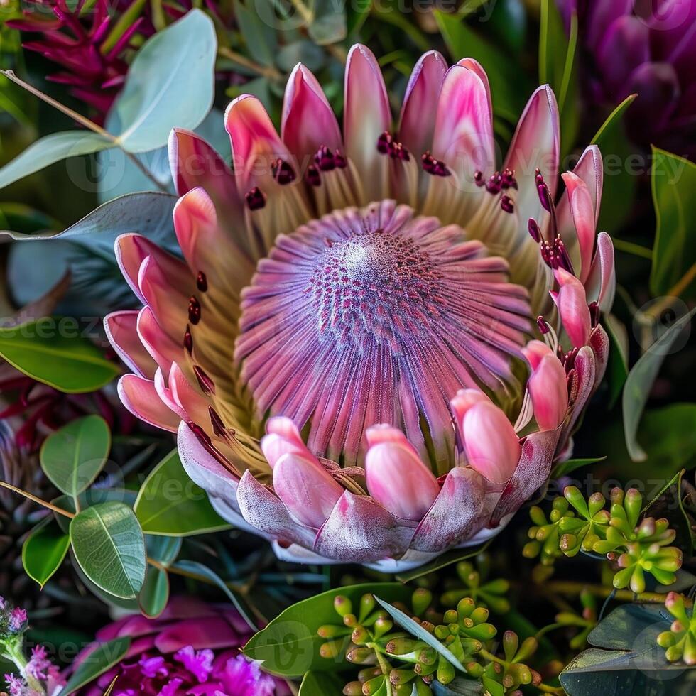 In a close-up view, the majestic king protea displays its stunning pink petals, surrounded by rich greens and other vibrant flora, creating a captivating natural tapestry photo
