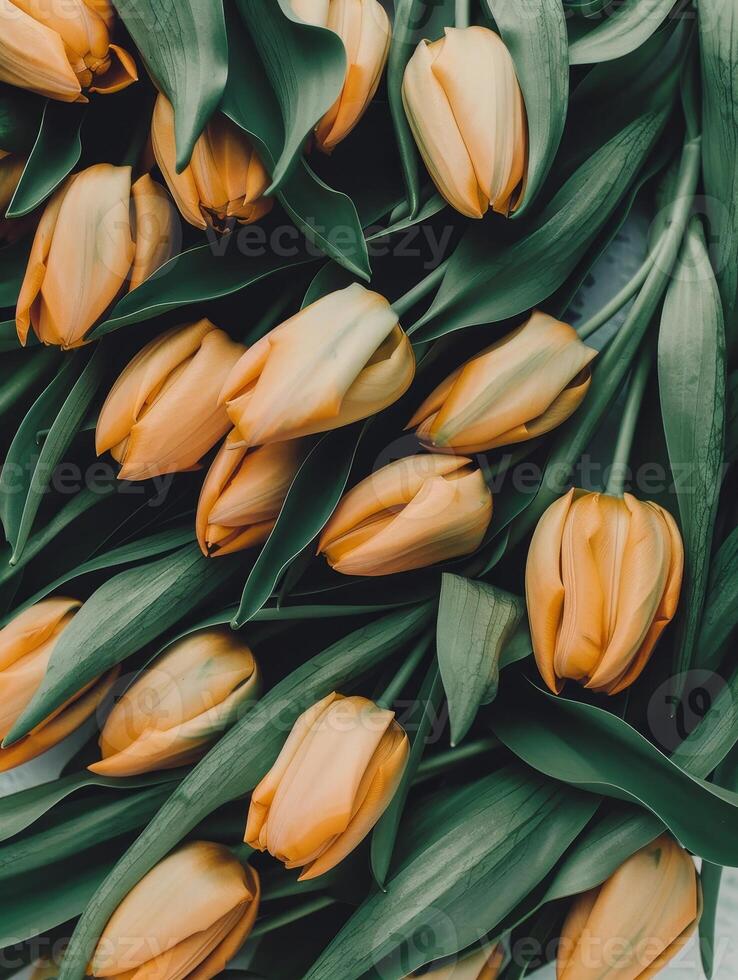 A beautiful arrangement of yellow tulips surrounded by fresh green leaves showcases the essence of spring. Softly illuminated, the flowers radiate warmth and joy, perfect for any occasion photo