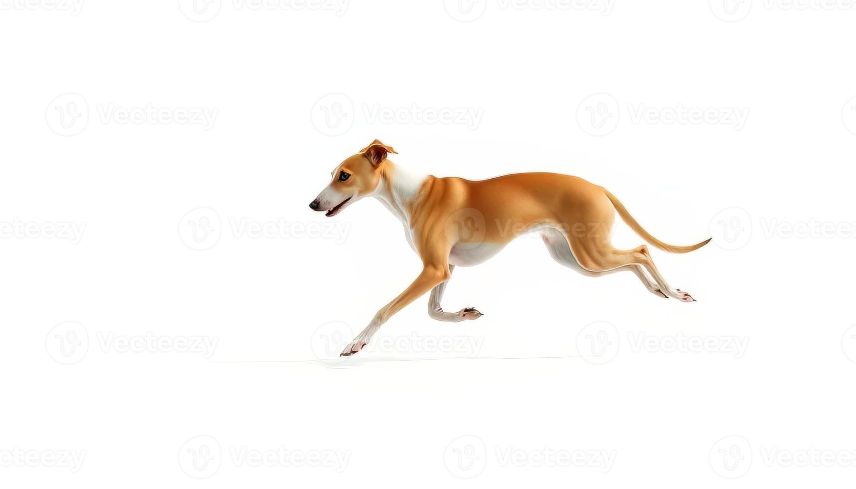 Tan And White Whippet Running Against White Background photo
