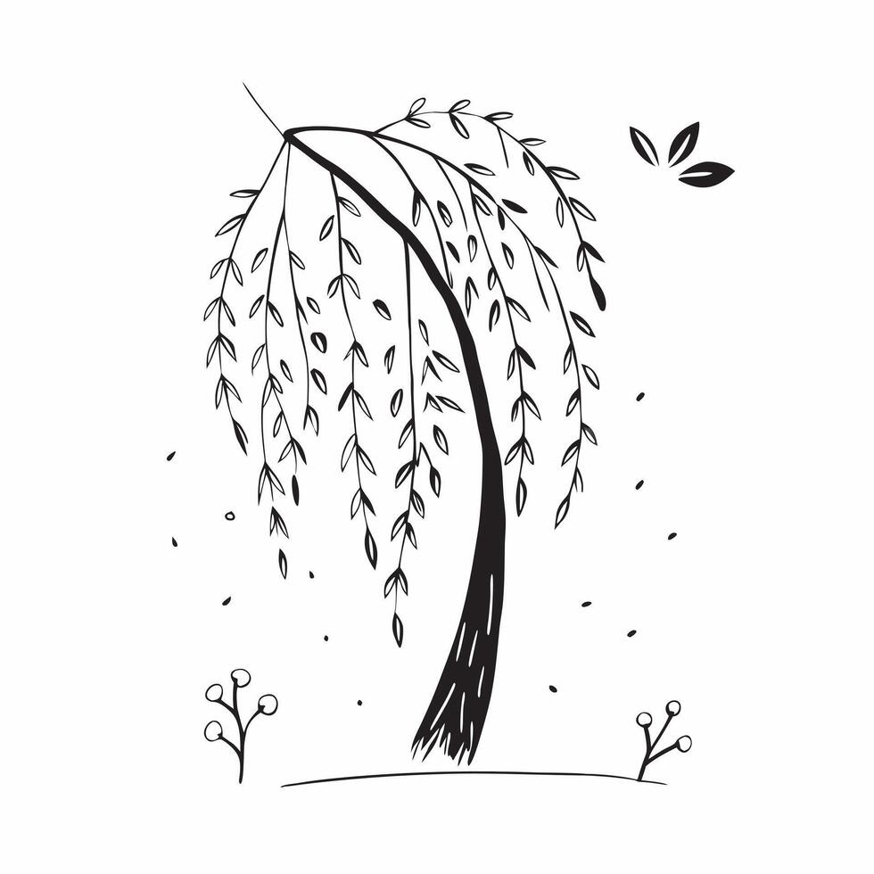 Willow tree isolated on white background concept as A graceful willow tree isolated on a white background highlighting its drooping branches and long narrow leaves ideal for serene Clean Version 2 vector