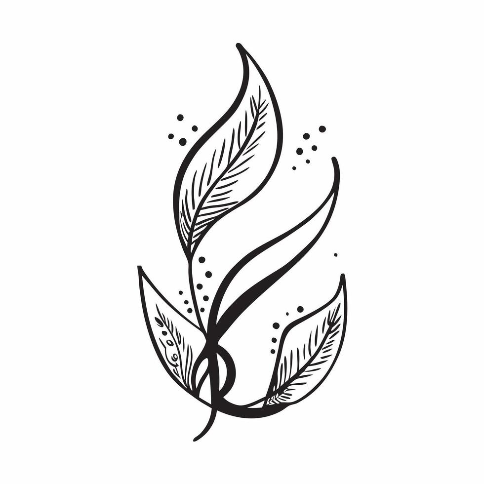 Olive leaf isolated on white background concept as A sleek olive leaf isolated on a white background highlighting its narrow lance shaped structure and silvery green color ideal fo v1 vector