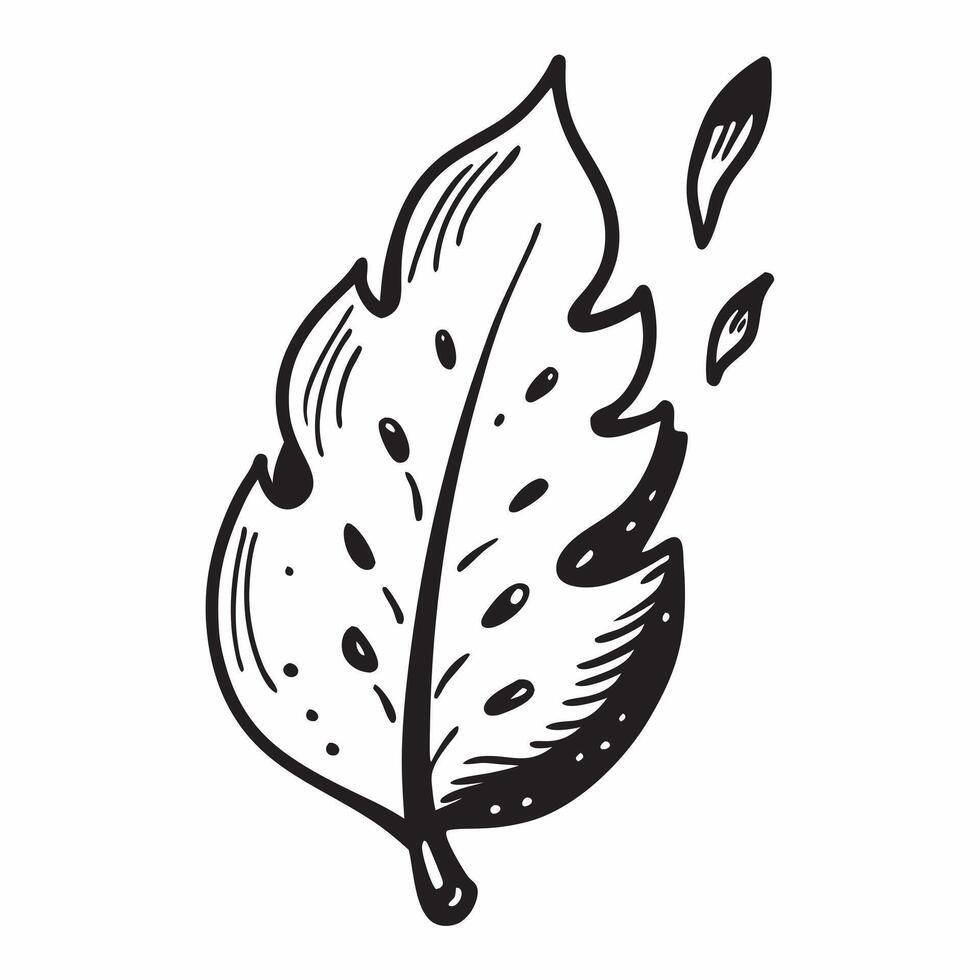 Oak leaf with morning dew isolated on white background concept as A detailed oak leaf with morning dew isolated on a white background featuring its lobed edges and deep green color Clean Version 2 vector