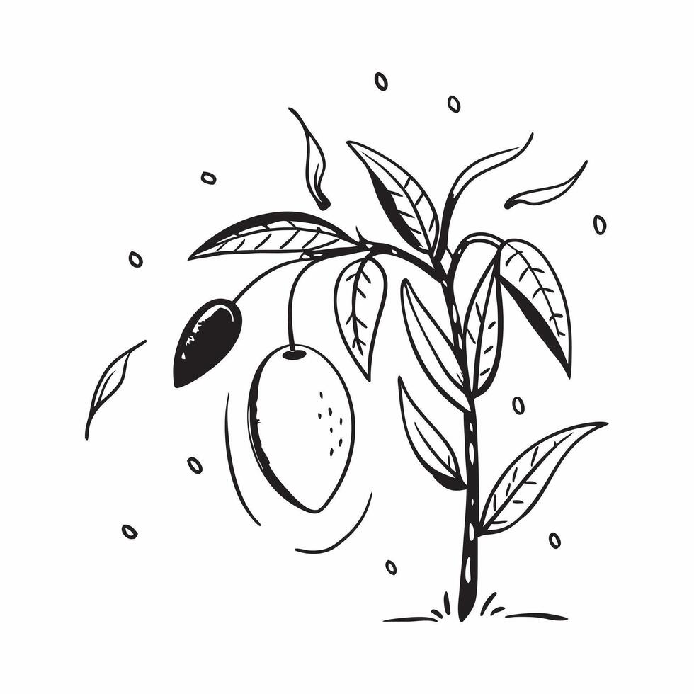 Mango tree isolated on white background concept as A tropical mango tree isolated on a white background highlighting its dense green leaves and ripe mangoes ideal for culinary gard Clean Version 2 vector