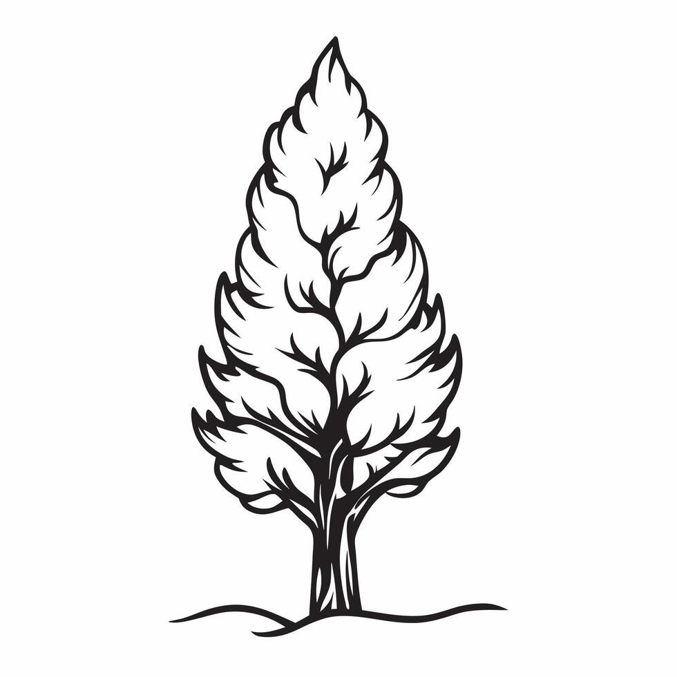 Cypress tree isolated on white background concept as A stately cypress tree isolated on a white background featuring its tall slender form and dense green foliage perfect for archi v1 vector