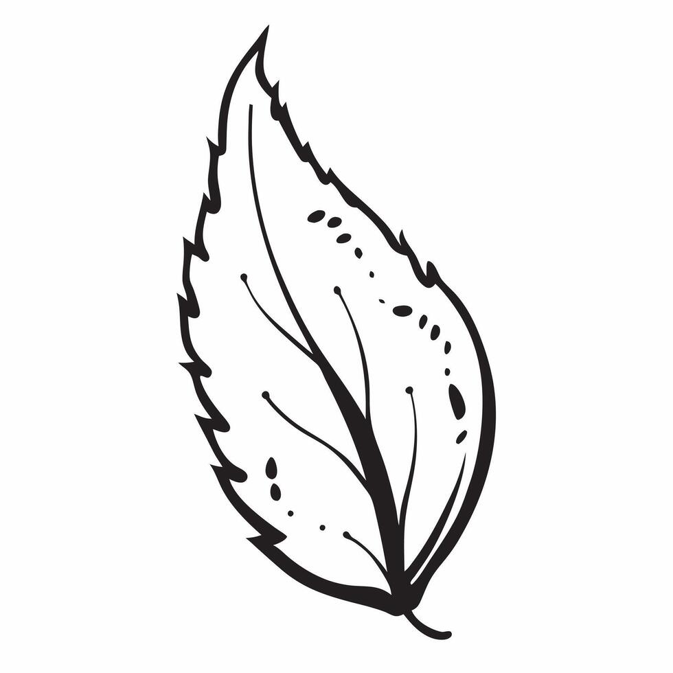 Birch leaf isolated on white background concept as A delicate birch leaf isolated on a white background showcasing its serrated edges and bright green color ideal for nature garden Clean Version 2 vector