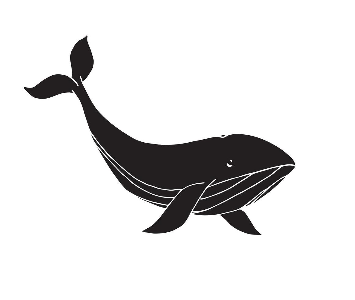 Hand drawn whale isolated on white background vector