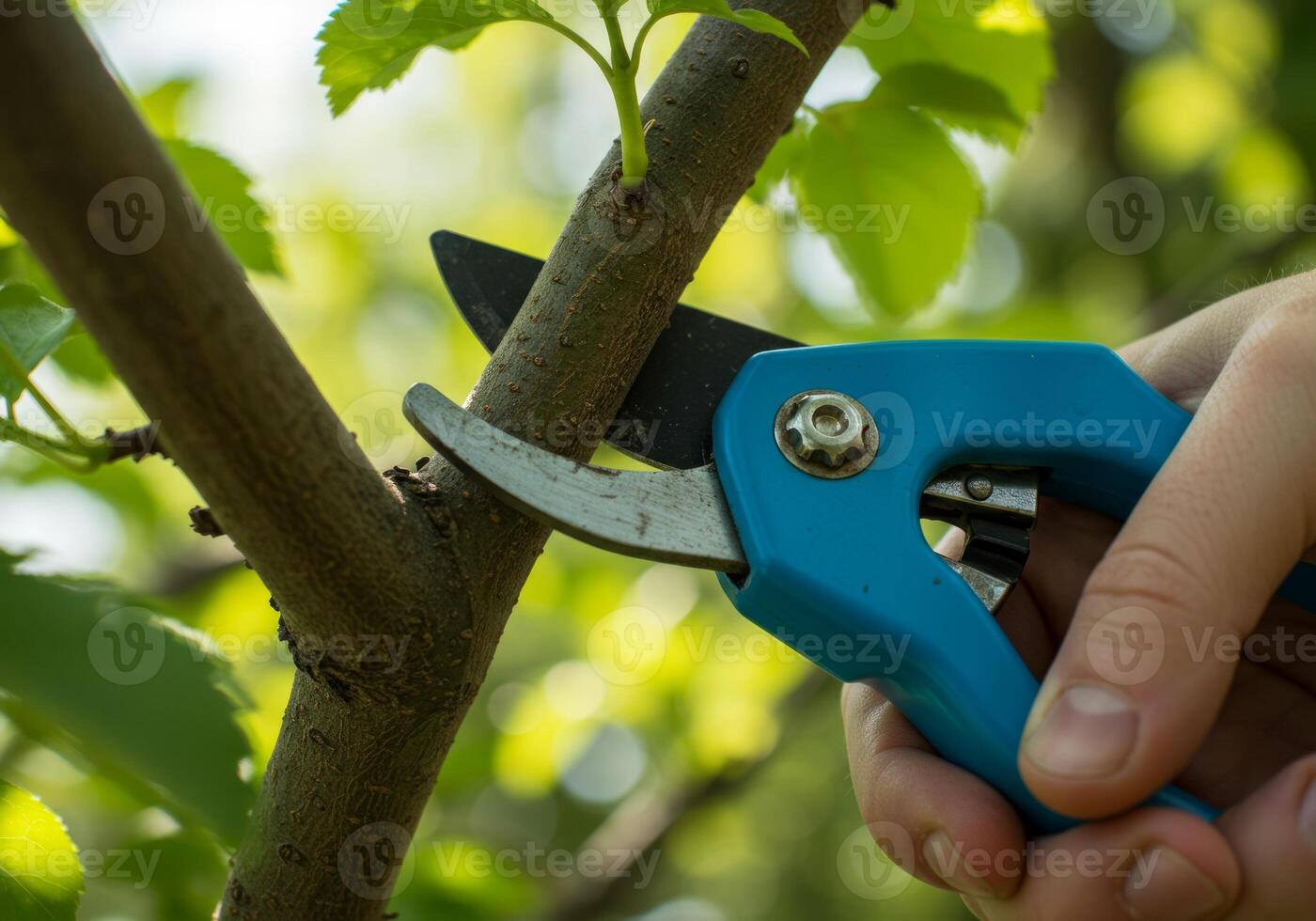Close-up of hands using blue pruning shears to trim a tree branch in a lush green garden. Perfect for gardening and landscaping projects photo