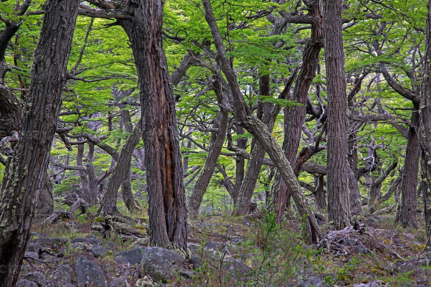 Typical forest impression along the trail to Laguna Torre dv photo