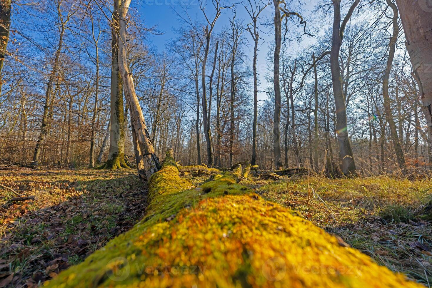 Moss covered fallen tree in a winter forest with bare trees and golden sunlight photo