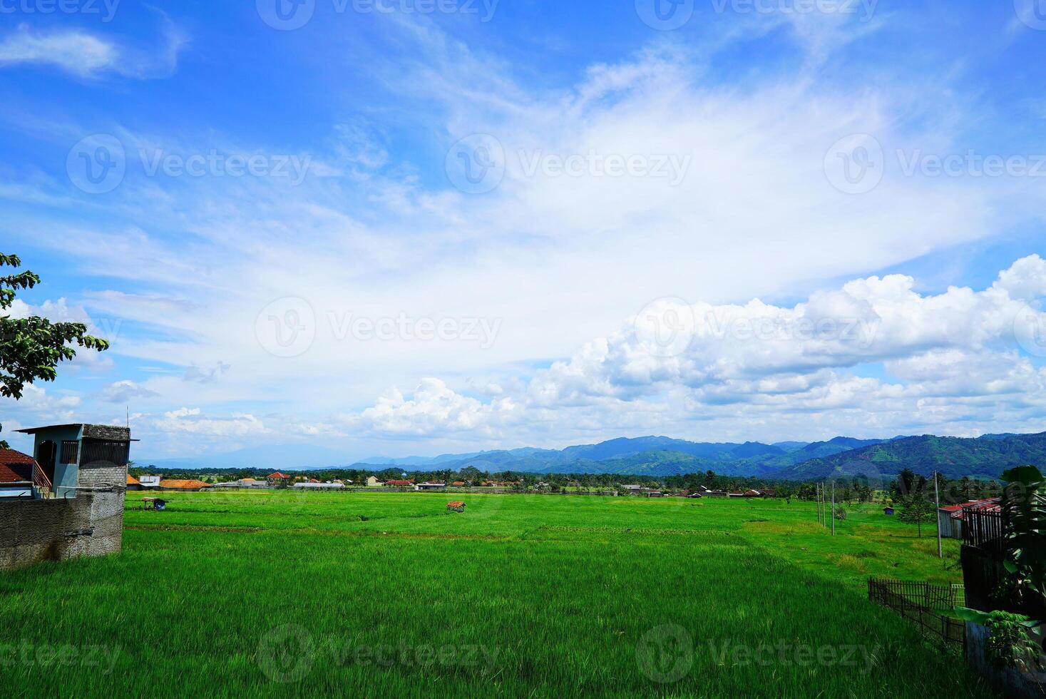 Rice with blue sky, Cianjur Indonesia photo