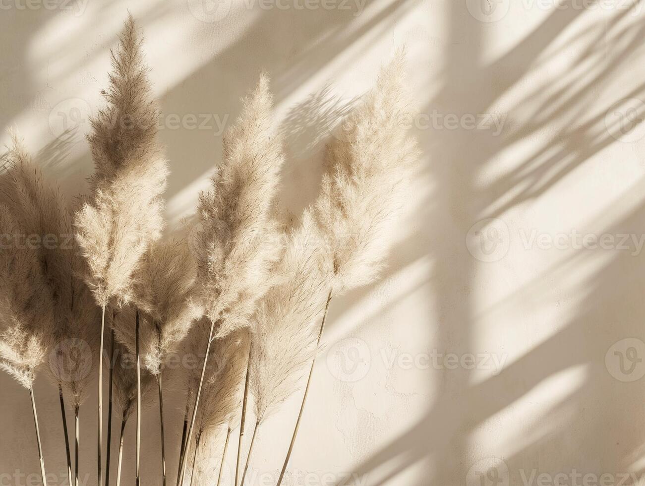 neutral pampas grass with beautiful sunlight photo