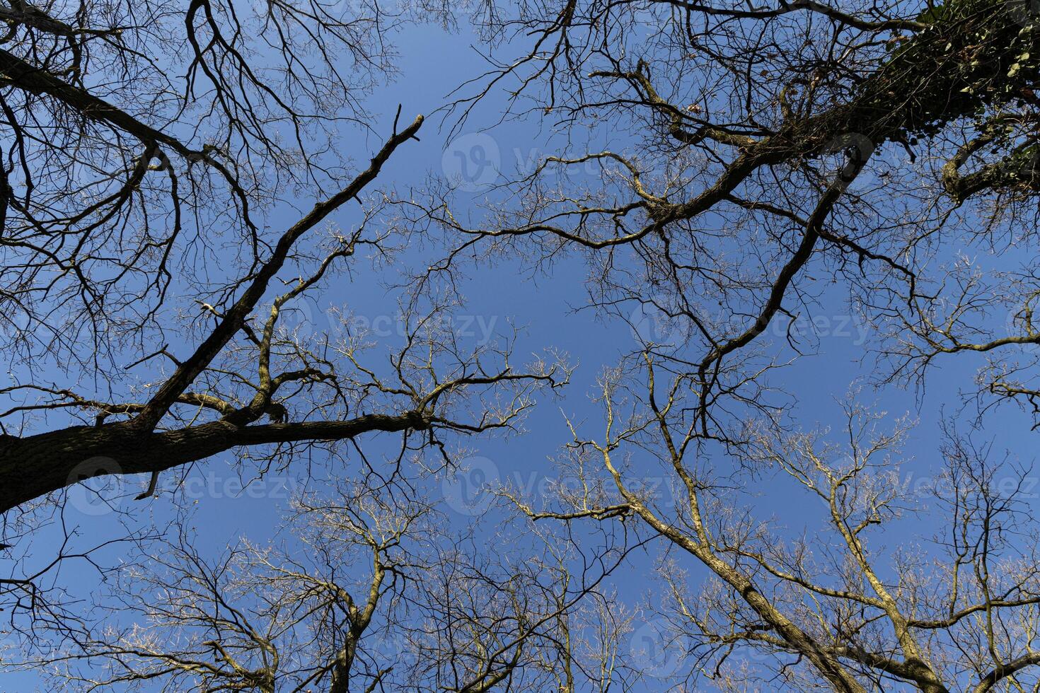Branches of oak tree, without leaves against blue sky. photo