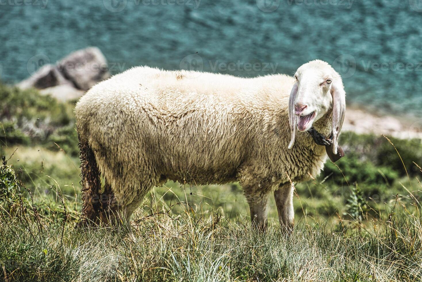 A sheep in a lawn near water photo
