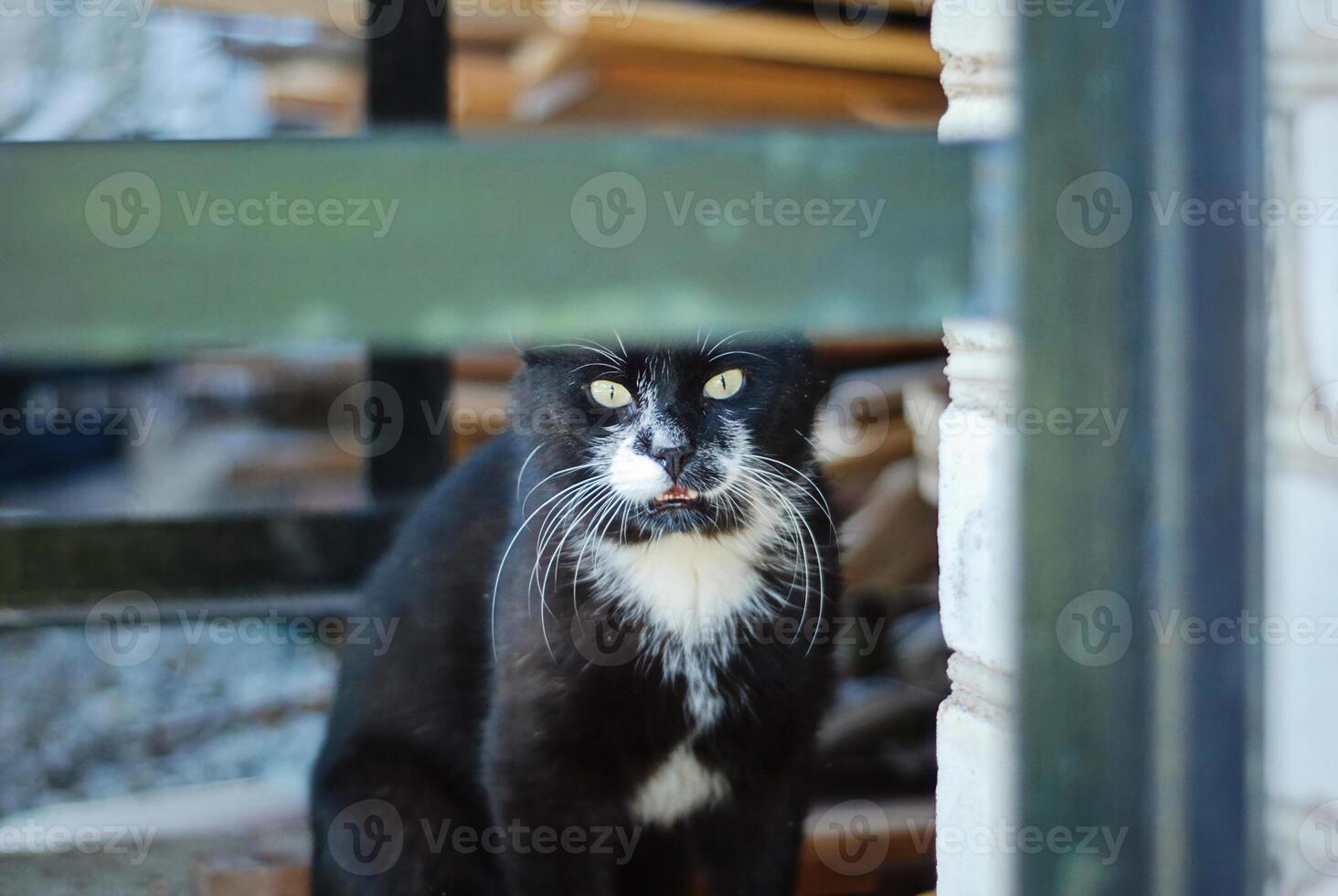 Black-and-White Feline with curious expression peering from behind fence photo
