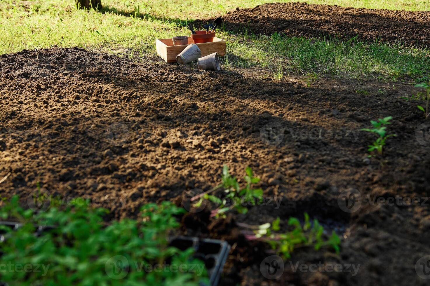 Freshly prepared garden bed with tools and seedlings in natural sunlight photo