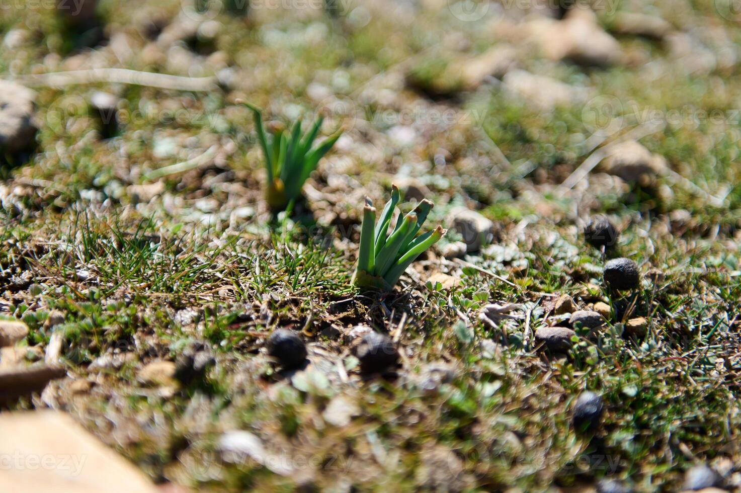 Young Sprouts Emerge from a Rocky Soil Surface in Early Spring photo