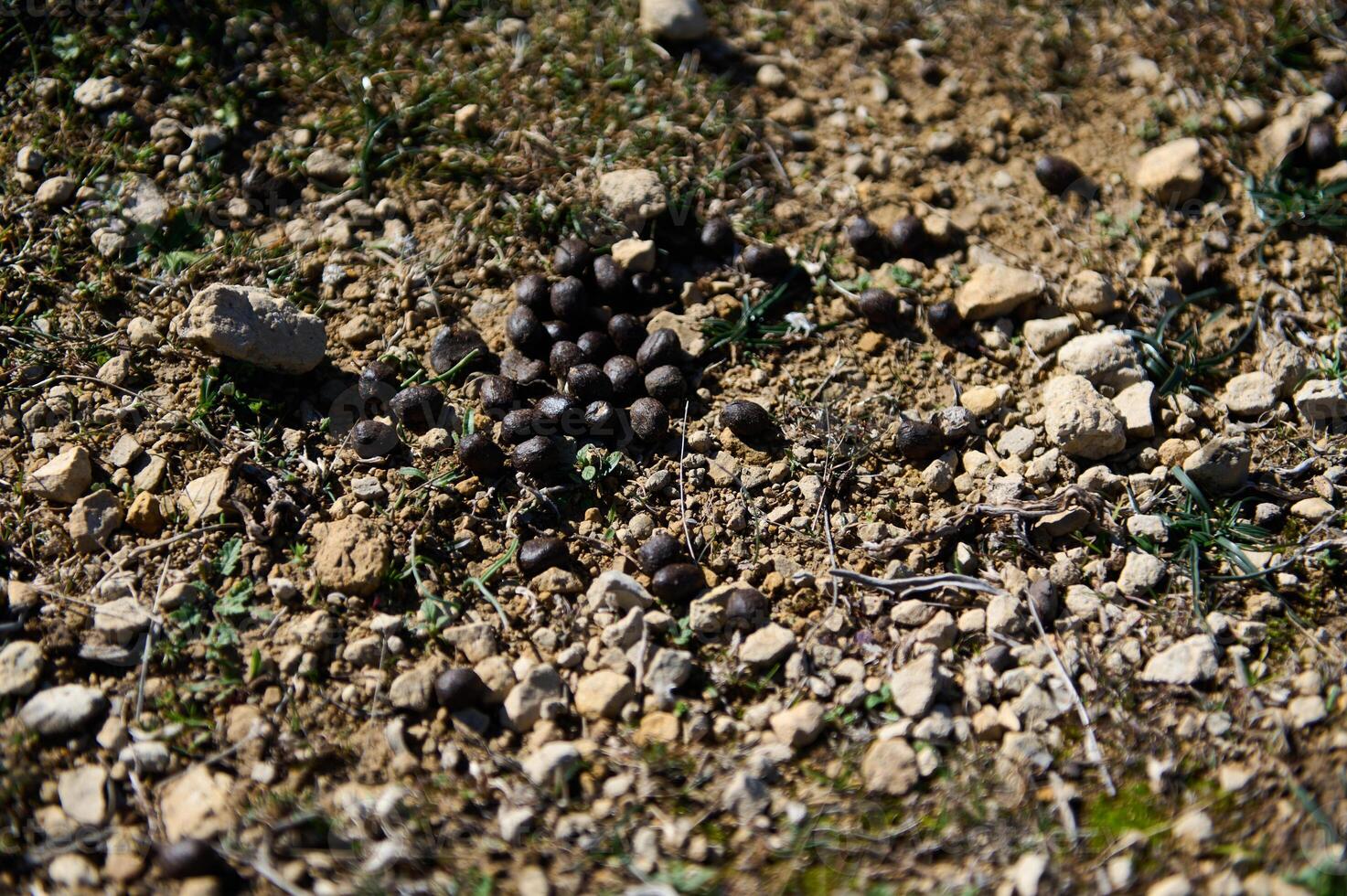 Animal droppings on dry soil surrounded by small rocks and sparse plants at a desert ecosystem photo