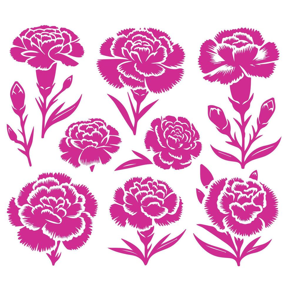Carnation flowers set of pink carnations, carnation flowers, carnation flowers, carn vector