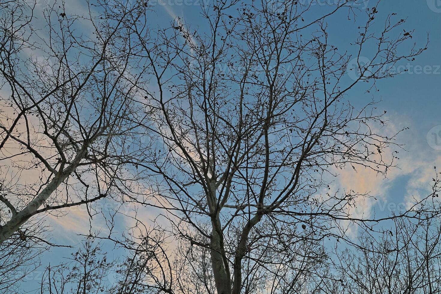 Blue sky and tree. up to the sky. photo