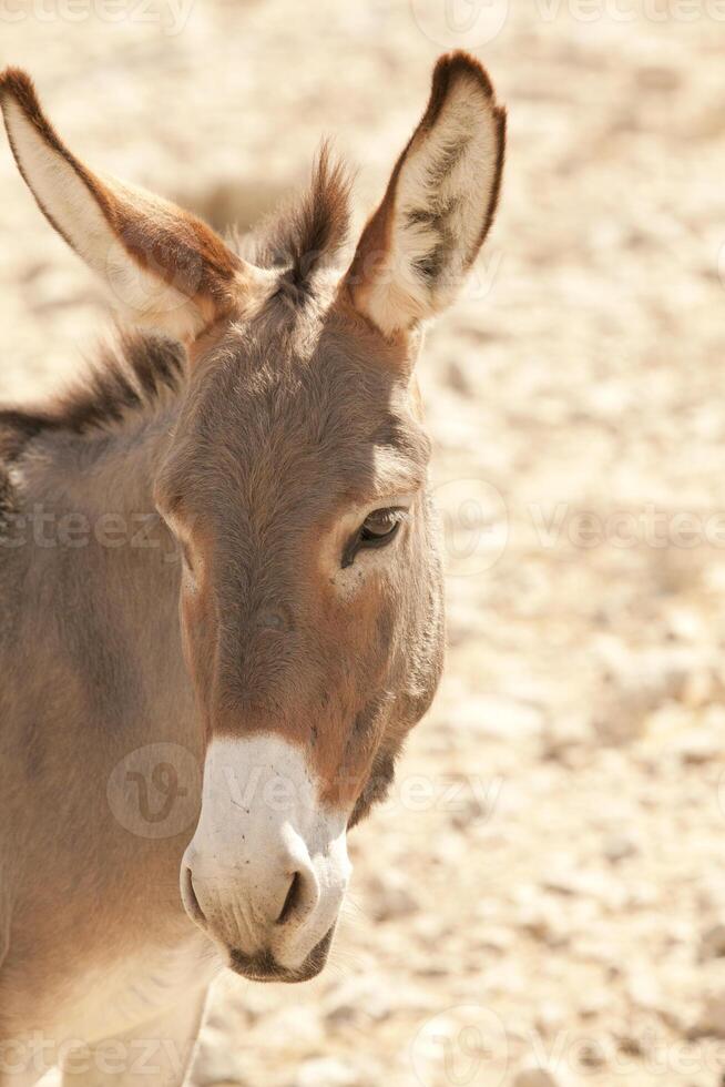 Donkey at the farm and in the field photo