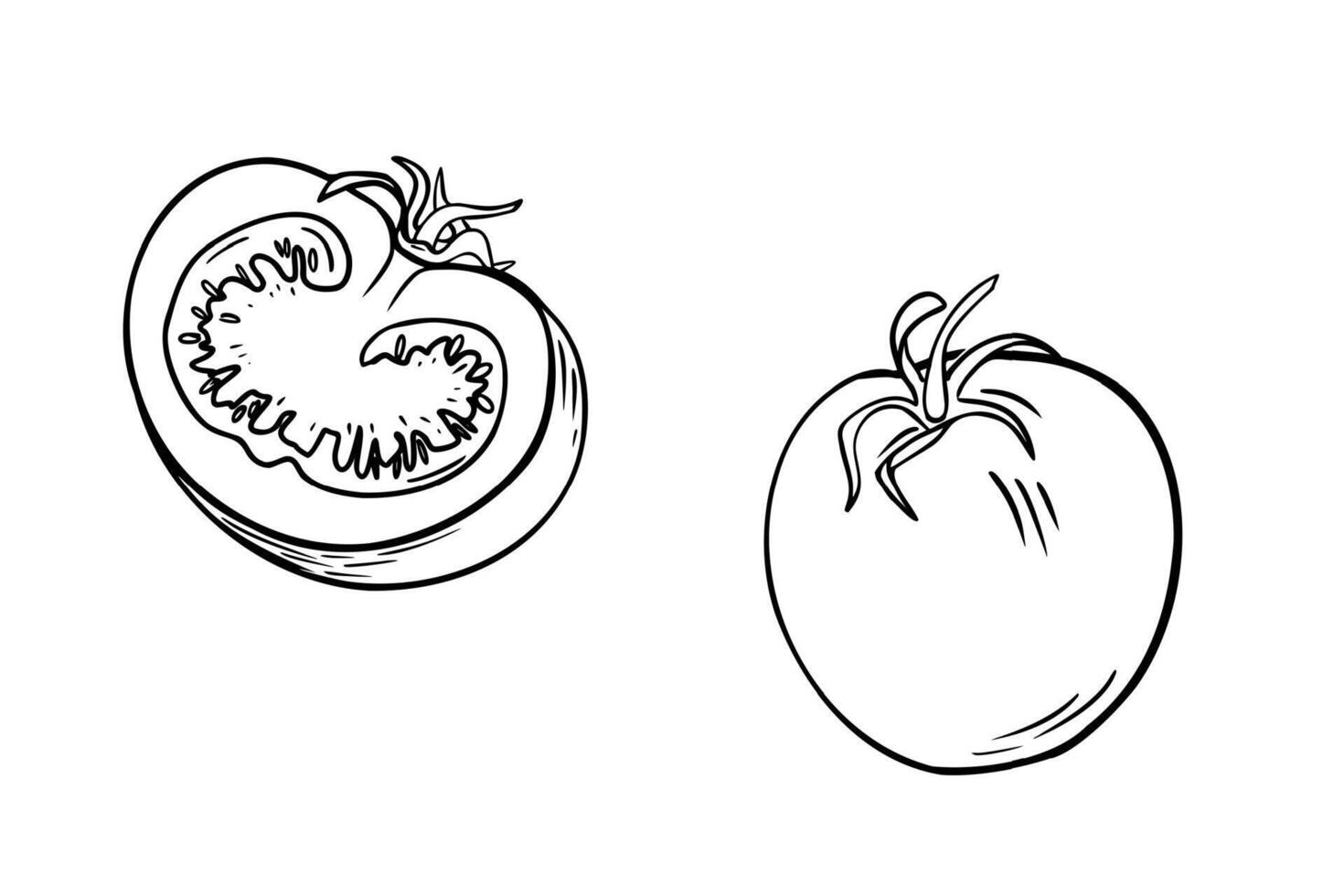 Tomato whole and half black white illustration. Tomato monochrome simple style drawing. Tomato line art painted. Tomatoes contour for menu, sign border, label. Vegetable coloring sketch. vector