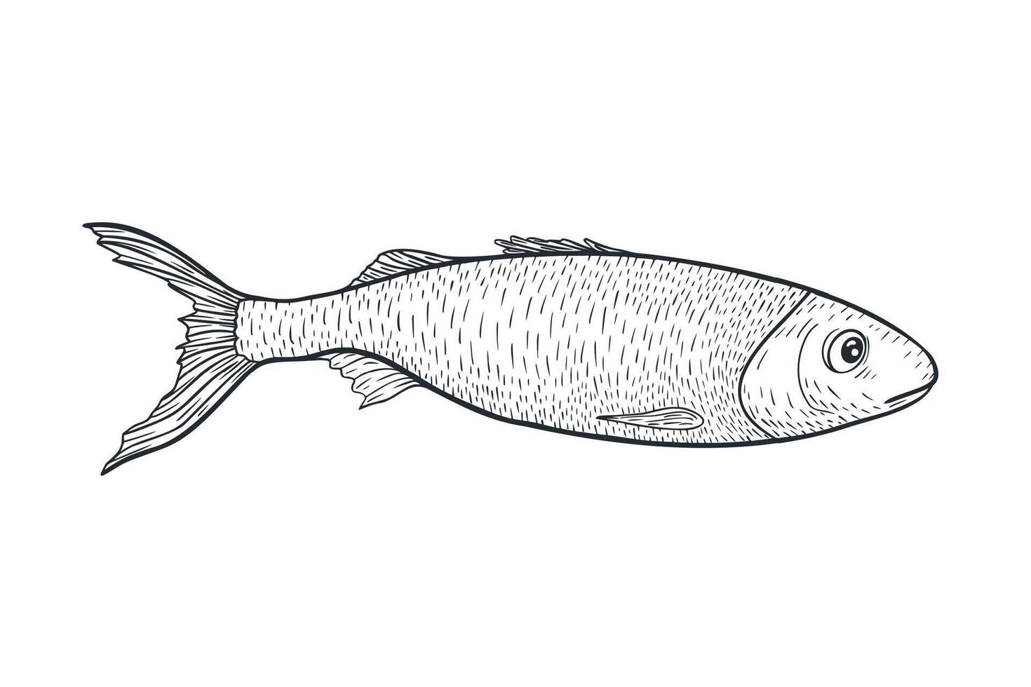 Sardine monochrome illustration hand drawn. Herring black white drawing for seafood logos, packaging. Fish silhouette engraving art. Anchovy graphic linear style for prints. vector