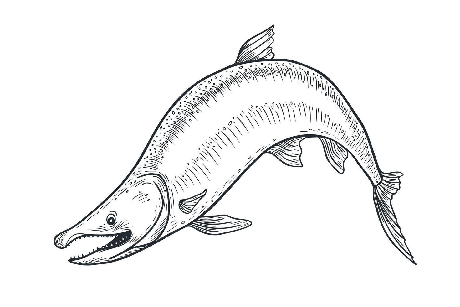 Trout black white illustration. Salmon monochrome sketch hand drawn. Nerka sea fish painted ink engraving art. Sockeye drawing in graphic. Design element for package, label, sign board. vector